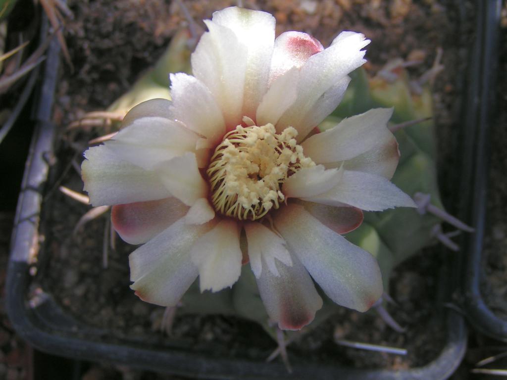 Gymnocalycium vatterii P 108 las Rabonas